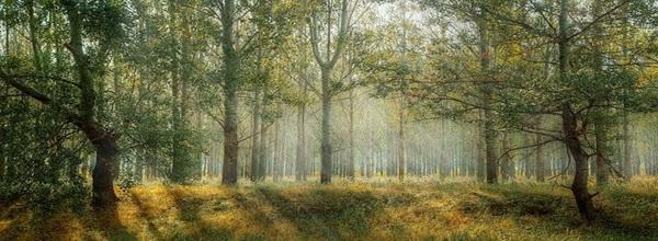Trees top image_3